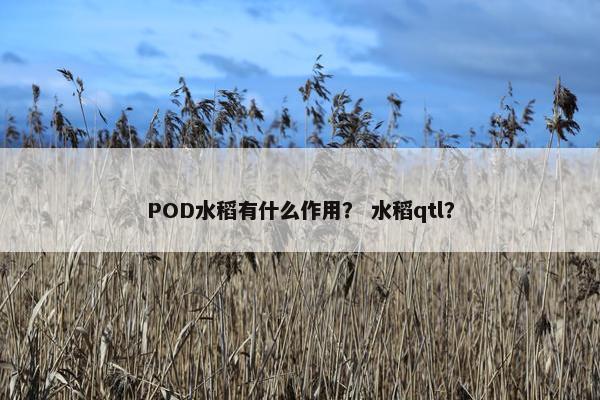 POD水稻有什么作用？ 水稻qtl？