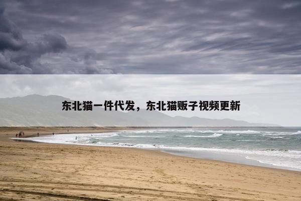 东北猫一件代发，东北猫贩子视频更新