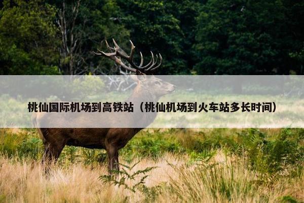桃仙国际机场到高铁站（桃仙机场到火车站多长时间）