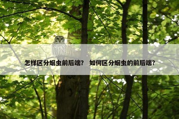 怎样区分蛔虫前后端？ 如何区分蛔虫的前后端？