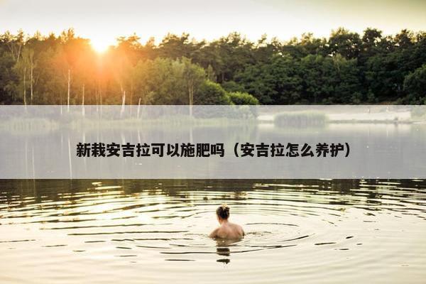 新栽安吉拉可以施肥吗（安吉拉怎么养护）