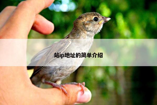 站ip地址的简单介绍