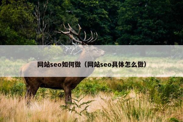网站seo如何做（网站seo具体怎么做）