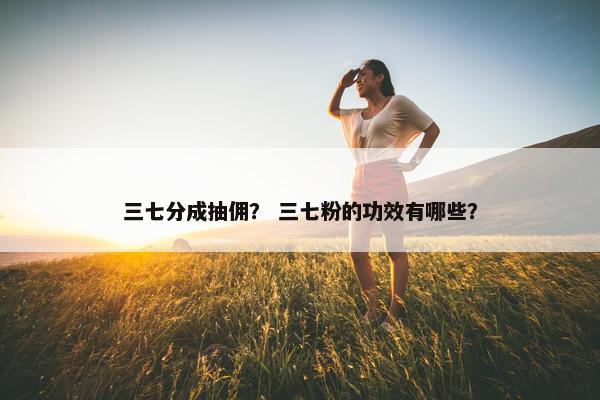 三七分成抽佣？ 三七粉的功效有哪些？