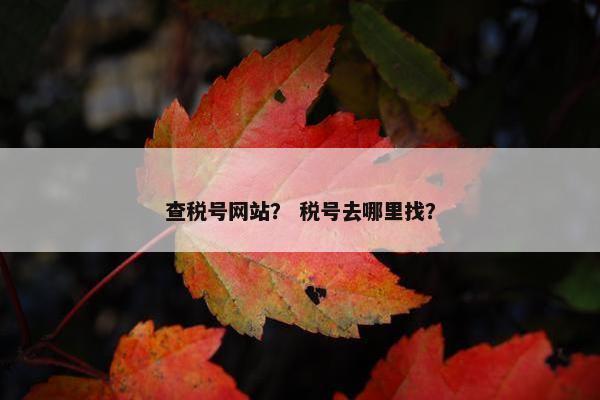 查税号网站？ 税号去哪里找？