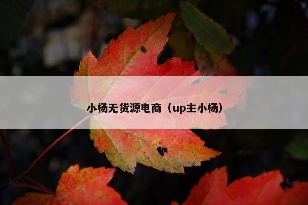 小杨无货源电商（up主小杨）