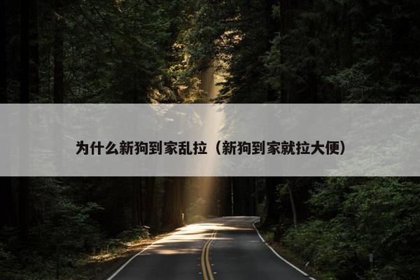 为什么新狗到家乱拉（新狗到家就拉大便）