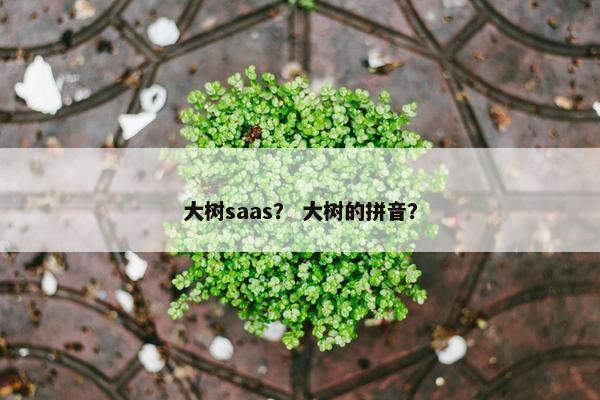 大树saas？ 大树的拼音？
