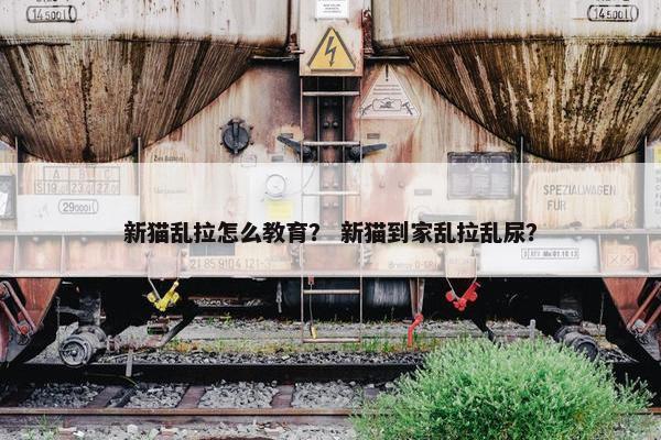 新猫乱拉怎么教育？ 新猫到家乱拉乱尿？